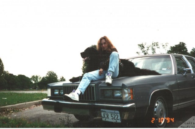 Фото: ньюфаундленд Midas-Mavrikiy (Мидас-Маврикий), Nataliya Velikanova (Наталия Великанова)