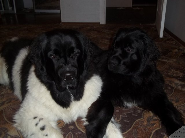 Фото: ньюфаундленд Jan Konkistador (Жан Конкистадор), ньюфаундленд Jyerminal' Lui Filippa (Жэрминаль Луи Филиппа)