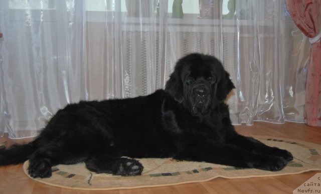 Фото: ньюфаундленд Formula Lyubvi ot Sibirskogo Medvedya (Формула Любви от Сибирского Медведя)