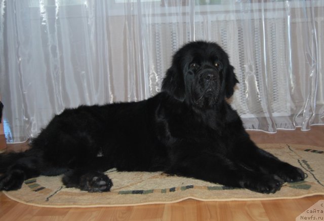 Фото: ньюфаундленд Formula Lyubvi ot Sibirskogo Medvedya (Формула Любви от Сибирского Медведя)