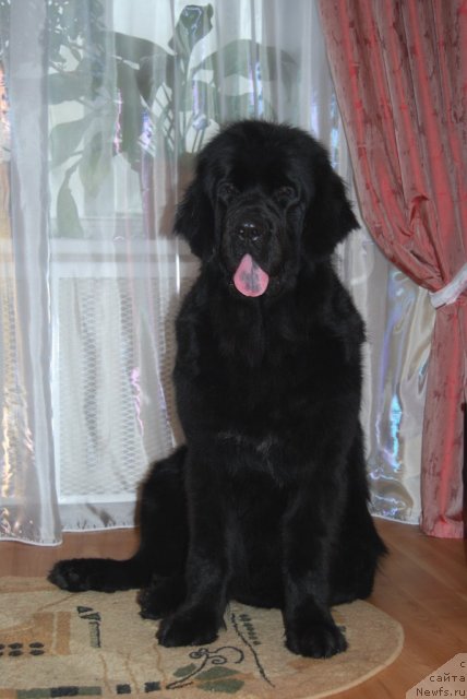 Фото: ньюфаундленд Formula Lyubvi ot Sibirskogo Medvedya (Формула Любви от Сибирского Медведя)