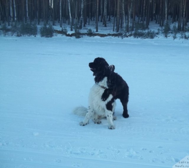 Фото: ньюфаундленд Jan Konkistador (Жан Конкистадор), ньюфаундленд Jyerminal' Lui Filippa (Жэрминаль Луи Филиппа)