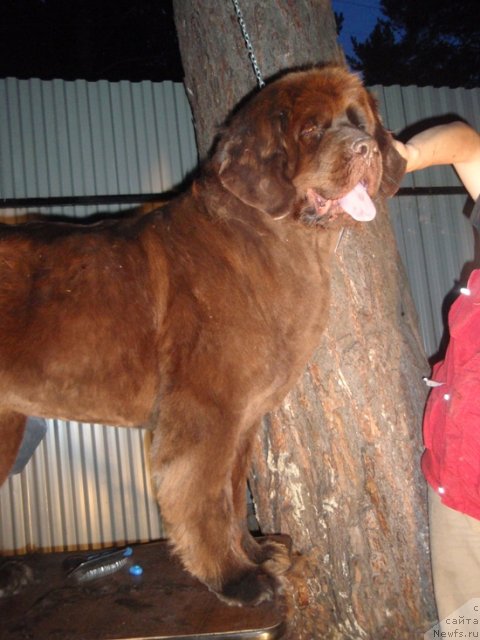 Фото: ньюфаундленд Arabella Statnaya Mulatka (Арабелла Статная Мулатка)