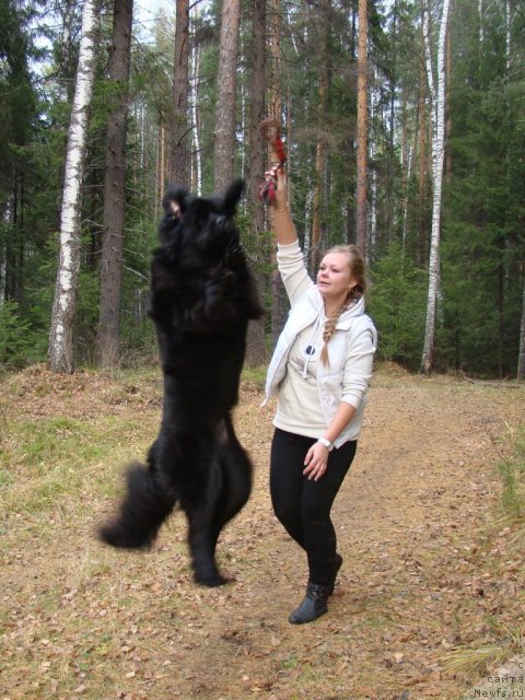 Фото: ньюфаундленд Super Bizon Deka (Супер Бизон Дека), Alyona SCHelkonogova (Алёна Щелконогова)