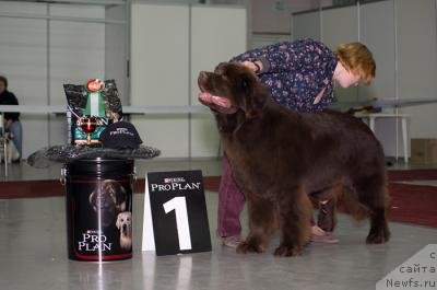 Фото: ньюфаундленд Aquatoriya Kelvin Reds Begin and Win (Акватория Келвин Редс Бегин энд Вин)