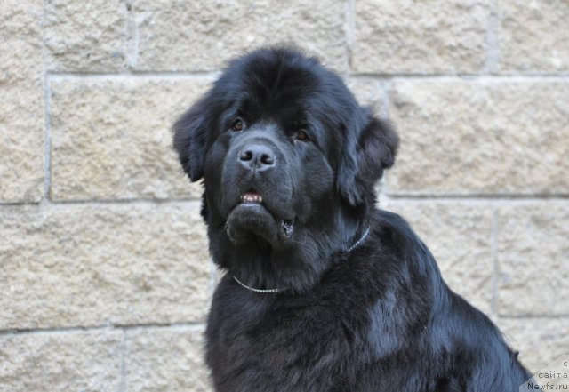 Фотография № 83091