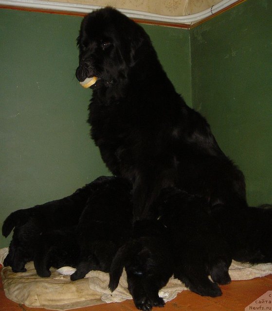 Фото: ньюфаундленд Bjornebandens Nancy Wilson