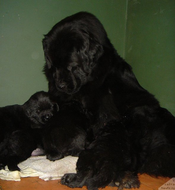 Фото: ньюфаундленд Bjornebandens Nancy Wilson