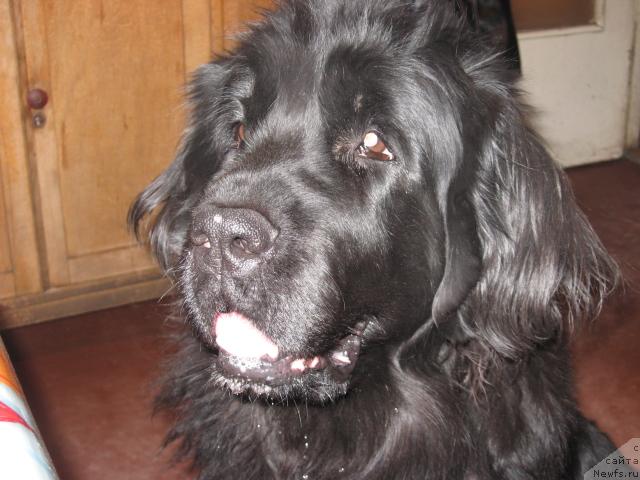 Фото: ньюфаундленд Lotta iz Stranyi CHudes (Лотта из Страны Чудес)