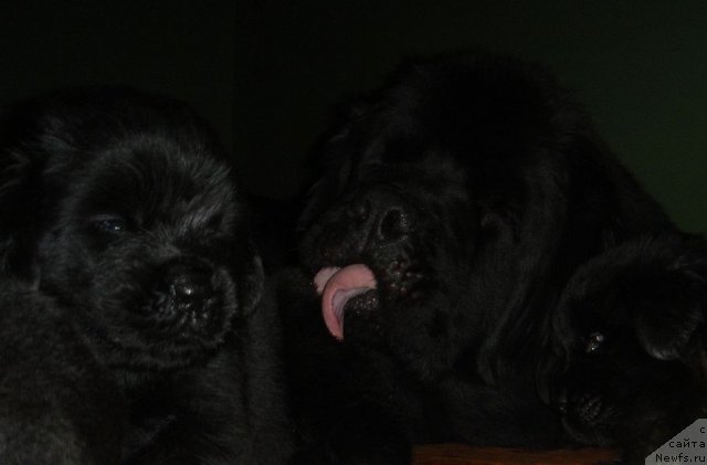 Фото: ньюфаундленд Bjornebandens Nancy Wilson