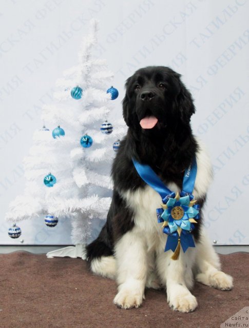 Фото: ньюфаундленд Super Premium Zippi Senseyshen (Супер Премиум Зиппи Сенсейшен)