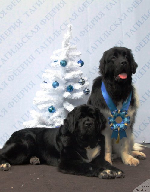 Фото: ньюфаундленд Ikona Stilya (Икона Стиля), ньюфаундленд Super Premium Zippi Senseyshen (Супер Премиум Зиппи Сенсейшен)