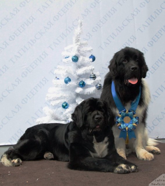 Фото: ньюфаундленд Ikona Stilya (Икона Стиля), ньюфаундленд Super Premium Zippi Senseyshen (Супер Премиум Зиппи Сенсейшен)