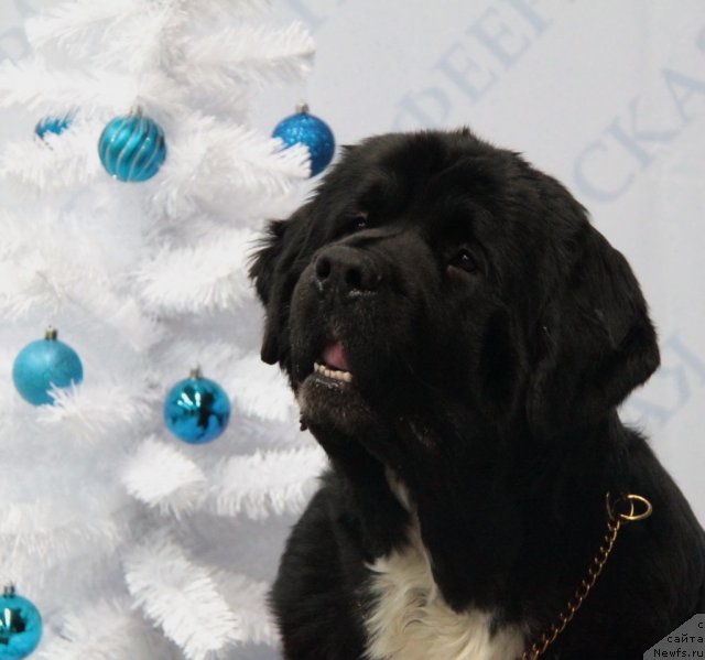 Фото: ньюфаундленд Ikona Stilya (Икона Стиля)