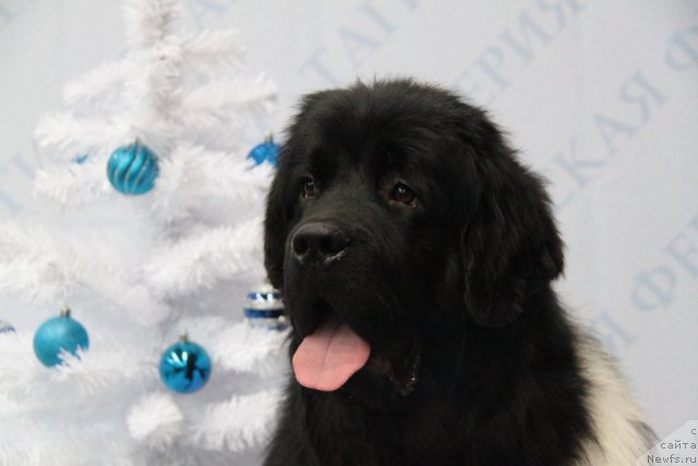 Фотография № 83128