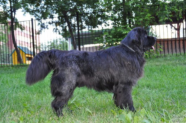 Фото: ньюфаундленд Ryesh (Рэш)