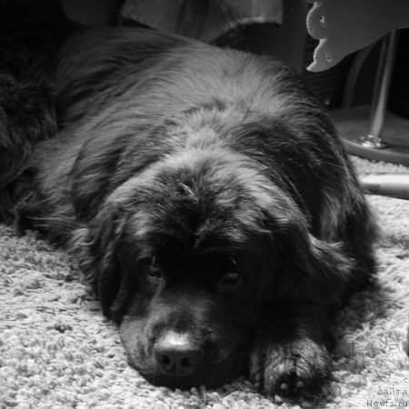 Фото: ньюфаундленд Ryesh (Рэш)