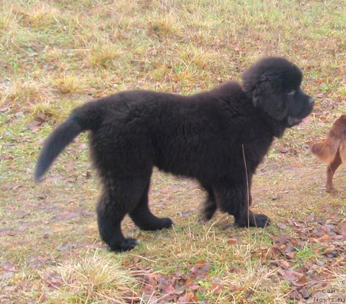 Фото: Elena Avramenko (Елена Авраменко), ньюфаундленд Pitern'yuf Nothing Personal (Питерньюф Нотхинг Персонал)