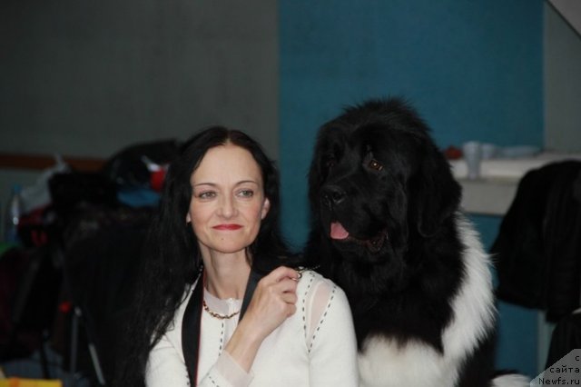 Фото: Elena Popova (Елена Попова), ньюфаундленд Super Premium Zippi Senseyshen (Супер Премиум Зиппи Сенсейшен)