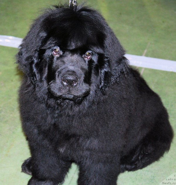 Фотография № 83149