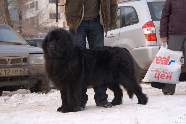 Фото: ньюфаундленд Lesnaya Skazka Roza CHernaya (Лесная Сказка Роза Черная)