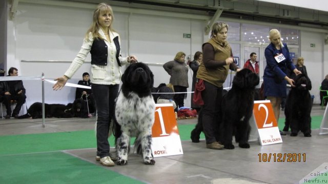 Фото: ньюфаундленд Plyushevaya Panda Stil'-Sankt-Peterburga (Плюшевая Панда Стиль-Санкт-Петербурга), ньюфаундленд Bowaters Braveheart Nuo Ozo Kalvu, ньюфаундленд Skippers Never Look Back