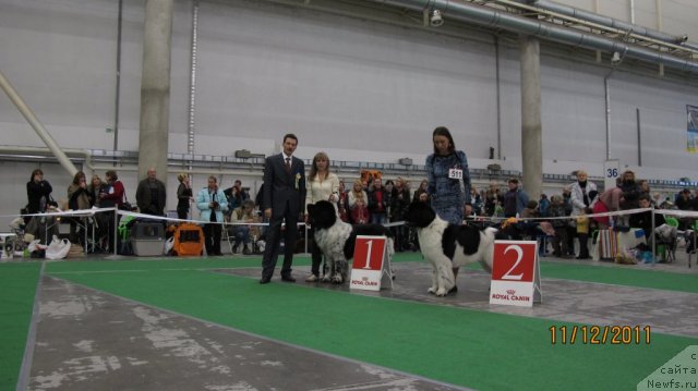 Фото: ньюфаундленд Plyushevaya Panda Stil'-Sankt-Peterburga (Плюшевая Панда Стиль-Санкт-Петербурга), ньюфаундленд The Waves Sons Excellent Friends