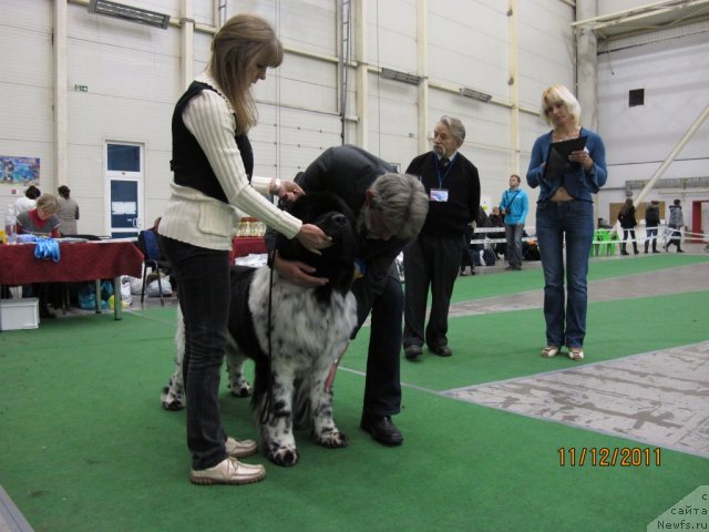 Фото: ньюфаундленд Plyushevaya Panda Stil'-Sankt-Peterburga (Плюшевая Панда Стиль-Санкт-Петербурга)