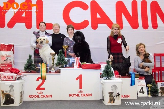 Фото: ньюфаундленд Aquatoriya Kelvin Lambordghini (Акватория Келвин Ламборджини)