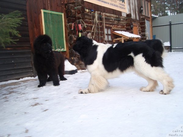 Фото: ньюфаундленд S'Nezhnaya Vjuga Armando Parusso (С'Нежная Вьюга Армандо Паруссо), ньюфаундленд Super Premium Zheneva (Супер Премиум Женева)