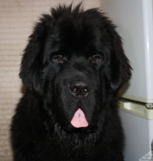 Фото: ньюфаундленд Beguschaya po Volnam Zero Kool (Бегущая по Волнам Зеро Коол)