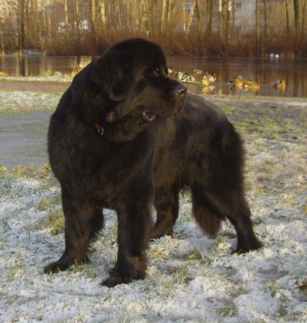 Фото: ньюфаундленд Aquatoriya Kelvin Kadril (Акватория Келвин Кадриль)