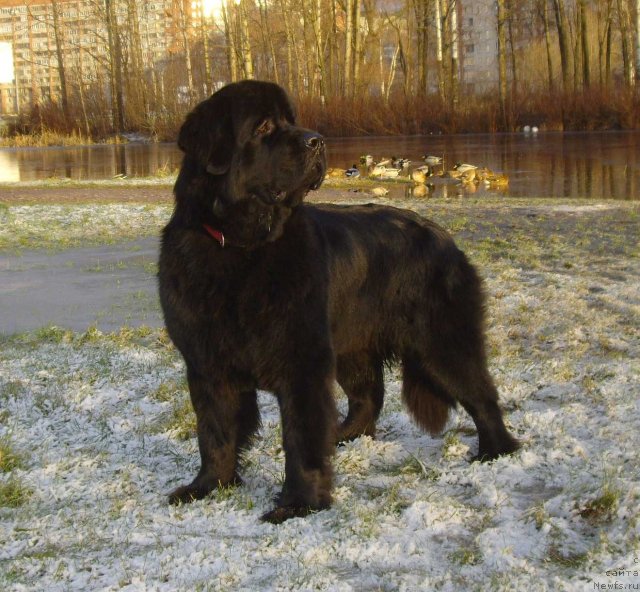 Фото: ньюфаундленд Aquatoriya Kelvin Kadril (Акватория Келвин Кадриль)