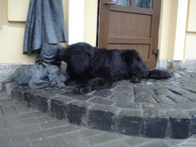 Фото: ньюфаундленд Talula Bell (Талула Белл)