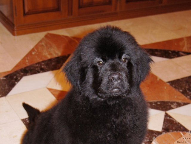 Фотография № 83187