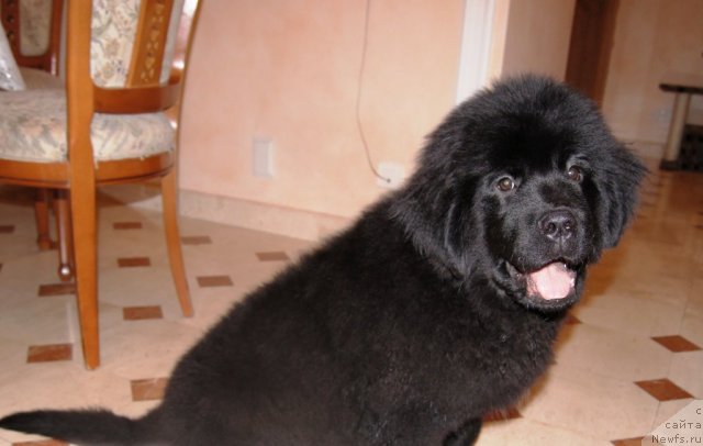 Фотография № 83188