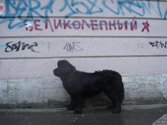 Фото: ньюфаундленд Talula Bell (Талула Белл)