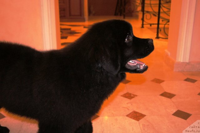 Фотография № 83191