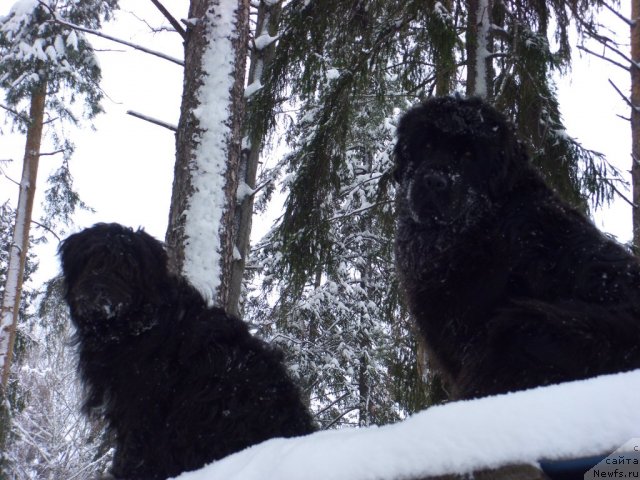 Фото: ньюфаундленд Baryishnya (Барышня), Фрося