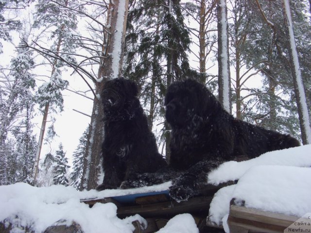 Фото: ньюфаундленд Baryishnya (Барышня), Фрося