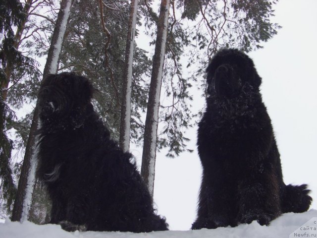 Фото: ньюфаундленд Baryishnya (Барышня)