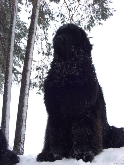 Фото: ньюфаундленд Baryishnya (Барышня)