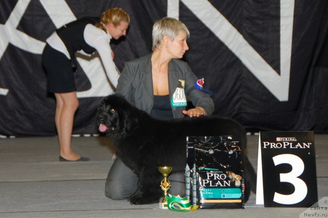 Фото: ньюфаундленд Vom Waterfall Land Aya (Вом Ватерфалл Лэнд Айя)