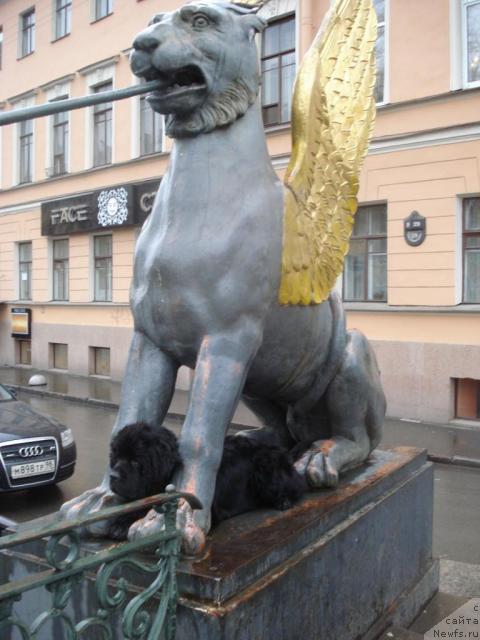 Фото: ньюфаундленд Talula Bell (Талула Белл)