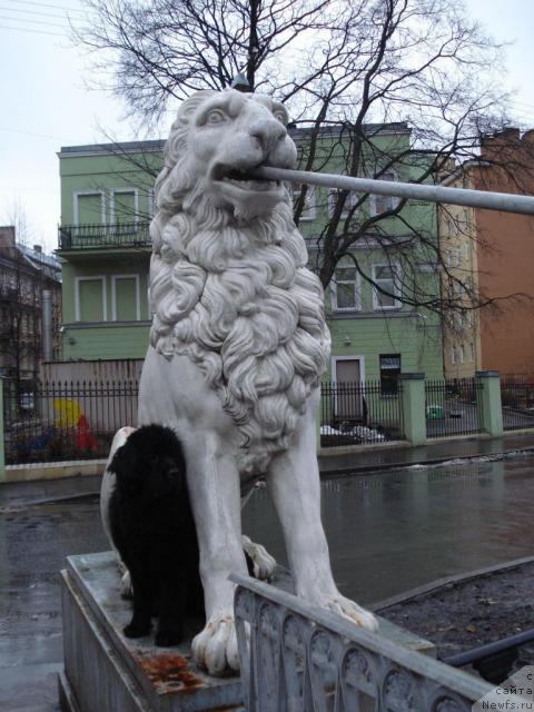 Фото: ньюфаундленд Talula Bell (Талула Белл)