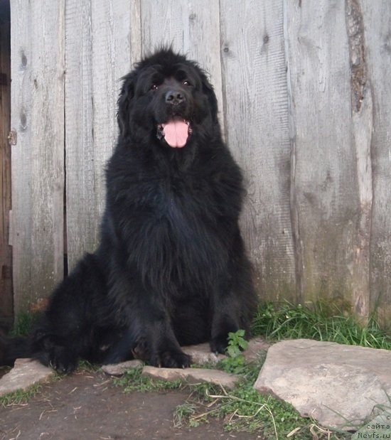 Фото: ньюфаундленд Blek Dolli Peyv Black (Блэк Долли Пейв Блэк)