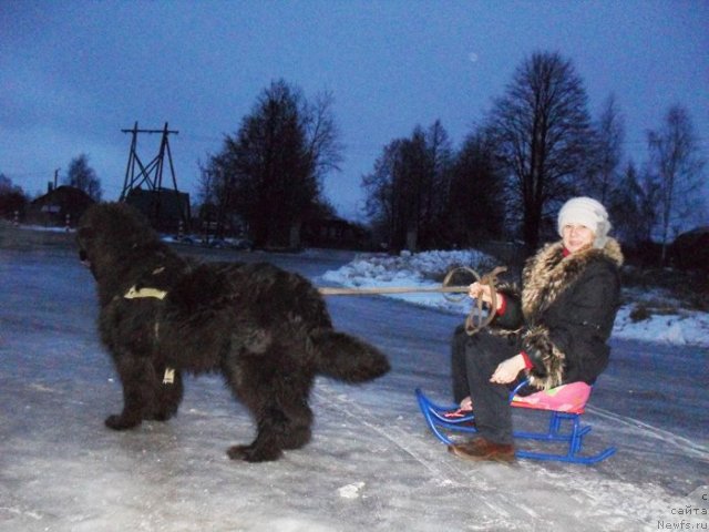 Фото: ньюфаундленд Beguschaya po Volnam Vyisshaya Liga (Бегущая по Волнам Высшая Лига), Елена Истомина