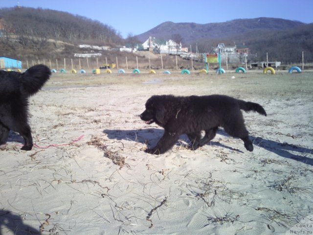 Фото: ньюфаундленд Sent Djons SHarlotta (Сент Джонс Шарлотта)