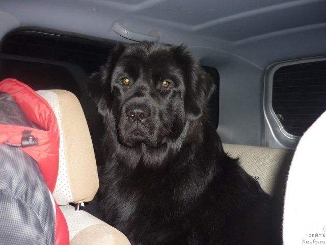 Фото: ньюфаундленд Nessi Blyek s  Lesnoy Zaimki (Несси Блэк с  Лесной Заимки)