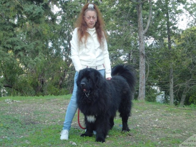 Фото: ньюфаундленд Pitern'yuf CHao-Kakao (Питерньюф Чао-Какао), Lina Troyanskaya (Лина Троянская)